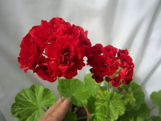 Tenam Garden Homestay Kalimpong Εξωτερικό φωτογραφία